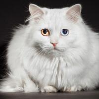 kucing-anggora-sejarah-ciri-fisik-karakter-harga-dan-gambarnya