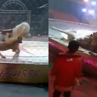 viral-ngerinya-video-singa-dan-harimau-ngamuk-di-sebuah-sirkus-hingga-menerkam-kuda