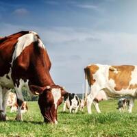 tega-pria-ini-rudapaksa-3-ekor-sapi-salah-satu-sapi-tewas