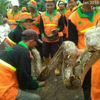 alasan-mistis-ular-sanca-4-meter-yang-muncul-di-danau-sunter-dilepas