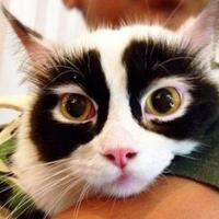 kucing-kucing-ini-punya-motif-bulu-yang-unik-dan-lucu-bak-zorro-hingga-mirip-hitler
