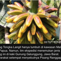 inikah-pisang--tersehat--dan-misterius-di-indonesia