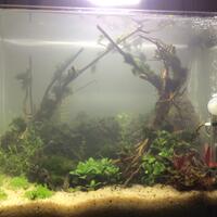 aquascape-for-everyone-learning-and-sharing---part-3