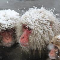 indahnya--lembah-neraka--rumah-bagi-monyet-monyet-salju-di-nagano-jepang
