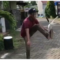 viral-video-kucing-ditendang-tendang-bak-bola-di-makassar