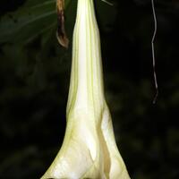 alun-alun-nikonian---part-14