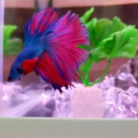 cupang-hias-ask--sharing---part-3