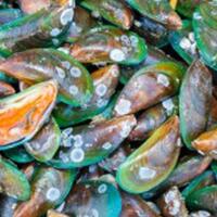 keracunan-kerang-hijau-warga-cirebon-muntah-muntah-dan-kaki-tak-bisa-digerakkan