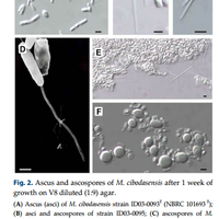 satu-trit-lebih-dekat-dengan-khamir