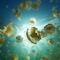 5-alasan-mengapa-umat-manusia-harus-berterima-kasih-kepada-ubur-ubur