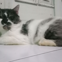 grumpy-cat-si-kucing-tenar-yang-baru-memenangkan-miliaran-rupiah