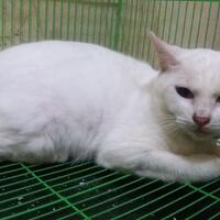 hibah-kucing-gratis-bsd-tangerang-selatan-dan-sekitarnya