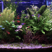 aquascape-for-everyone-learning-and-sharing---part-3