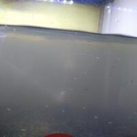 aquarium-thingy-for-starter-dari-newbie-untuk-newbie---part-1