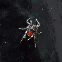 ketemu-real-spidy