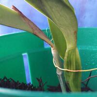 pecinta-anggrek-specieskangen-bgt-nih