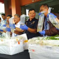 penyelundupan-benih-lobster-ke-singapura-digagalkan