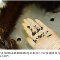 cop-laporkan-ada-orang-utan-mati-diberondong-130-peluru-di-kaltim