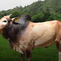 jenis-sapi-asli-indonesia