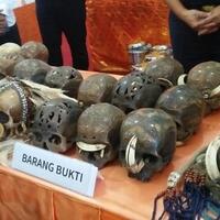 24-tengkorak-hendak-dibawa-ke-belanda-diduga-dari-suku-di-kalimantan-atau-papua