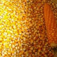 impor-jagung-dinilai-akan-merugikan-petani