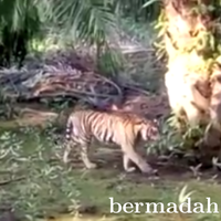 harimau-penerkam-jumiati-tak-tertarik-sama-kambing-dan-babi