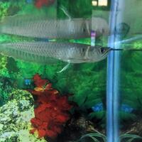 arowana--new-thread----part-1