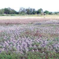 petani-pengamat-cuaca-dampak-anomali-cuaca-di-lahan-pertanian-indramayu