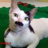 lucunya-kucing-berkumis-alasmalang-mirip-charly-chaplin