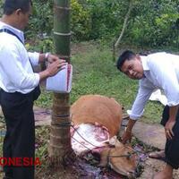 astaga-pencuri-hanya-menyisakan-tubuh-sapi-tanpa-kaki