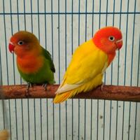 lovebird-lovers---part-1