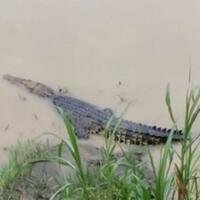 berburu-buaya-muara-di-tengah-kota-samarinda