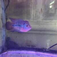 new-all-about-louhan