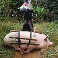 berkeliaran-di-siang-bolong-warga-komplek-digegerkan-isu-babi-jadi-jadian