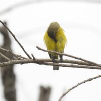 alun-alun-nikonian---part-14