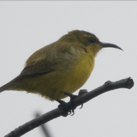 alun-alun-nikonian---part-14