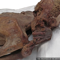 ditemukan-tato-tertua-pada-mumi-berusia-5000-tahun