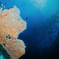 berikut-5-tempat-freediving-terbaik-di-asia-tenggara