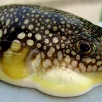 5-makanan-ini-dilarang-beredar-di-berbagai-negara-ada-keju-busuk-hingga-ikan-fugu