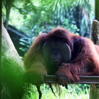 lempar-rokok-ke-kandang-orangutan-pria-yang-viral-di-medsos-itu-dilaporkan-ke-polisi