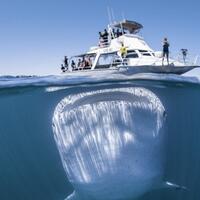 asyik-berkapal-di-australia-makhluk-luar-biasa-besar-muncul-di-bawah-air