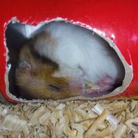 new-hamster-lovers---part-3