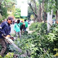 pencabutan-pohon-di-sudirman-thamrin-sudah-dimulai