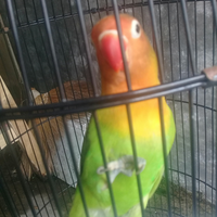 lovebird-lovers---part-1