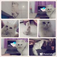 sedihnya-ditinggal-mati-kucing-kesayangan