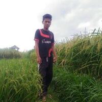 cerita-petani-udin-soal-padi--raksasa--yang-ditanamnya