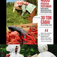 300-hektare-ladang-cabai-hilang-dampak-pembangunan-bandara-kulonprogo