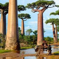 pohon-afrika-yang-berumur-panjang