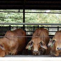 pd-dharma-jaya-ditagih-utang-sehari-3-kali