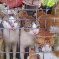 luput-dari-perhatian-daging-kucing-turut-diperjualbelikan-di-vietnam